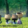 Assam