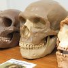 Anthropology