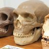 Anthropology